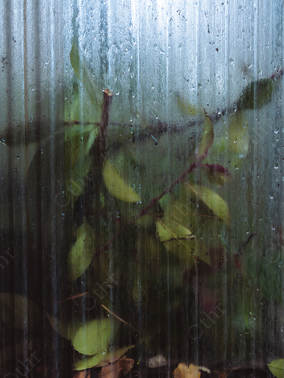 Green Leaves Seen Through Condensed Ribbed Glass Panel