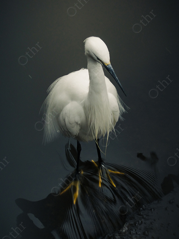 White Egret Standing in Shallow Water Against Dark Background