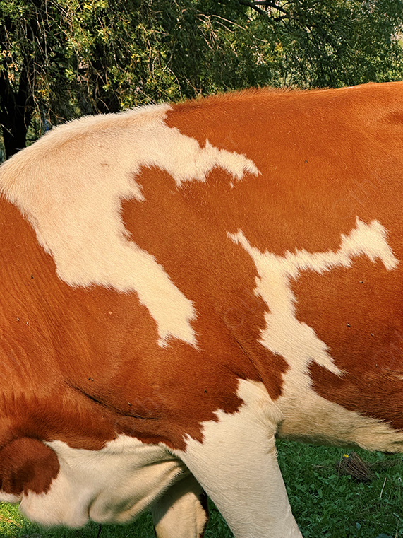 Close-Up View of Brown and White Cow Hide Pattern in Natural Outdoor Setting