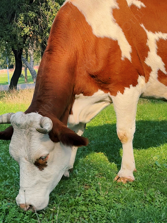 Brown and White Cow Grazing on Green Grass in Sunlit Rural Landscape