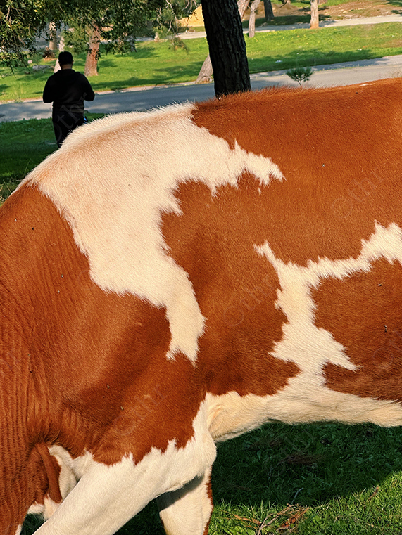 Close-Up of Brown and White Cow Hide Pattern in Sunlit Park Setting