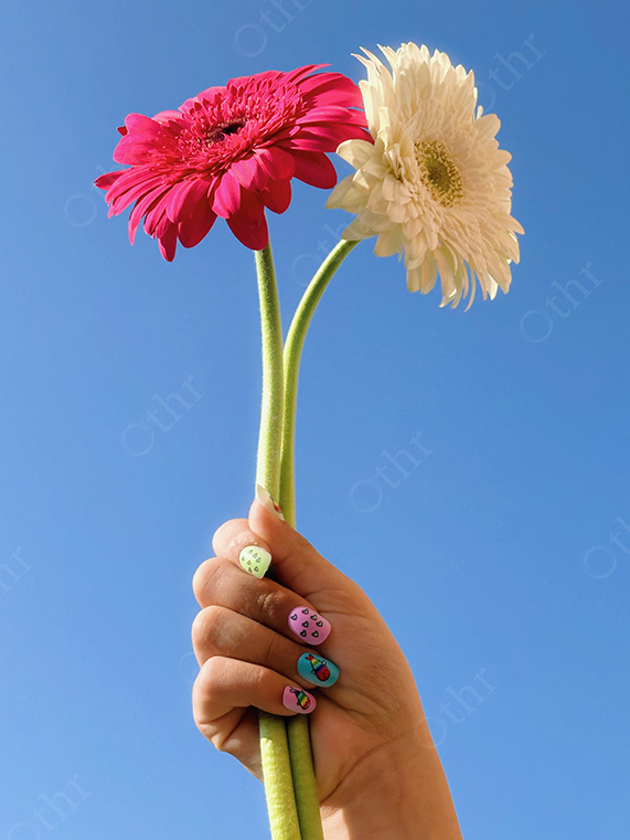 Hand Holding Pink and White Gerbera Flowers Against Clear Blue Sky
