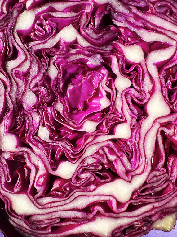 Extreme Close-Up of Red Cabbage Cross Section Showing Curled Purple and White Layers