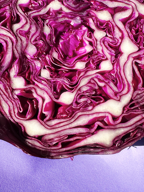Extreme Close-Up of Red Cabbage Cross Section Showing Dense Curled Purple and White Layers