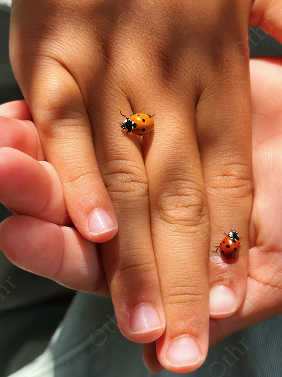 Close-Up of Child’s Hand With Two Red Ladybirds Resting on Fingers in Sunlight