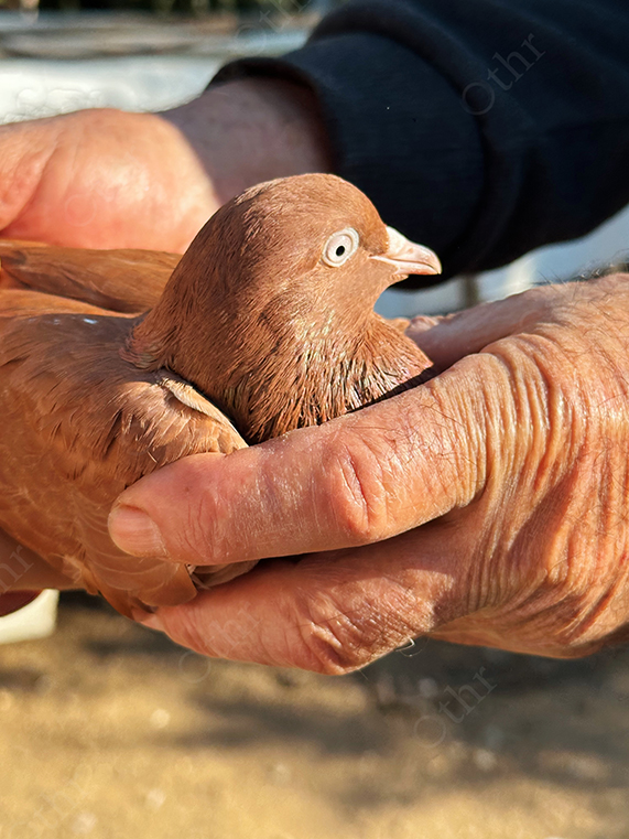 Close-Up of Brown Pigeon Gently Held in Elderly Hands Under Natural Light