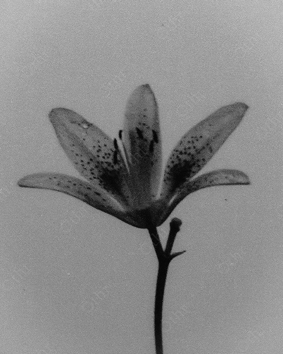 Vintage close-up of a Lily flower.