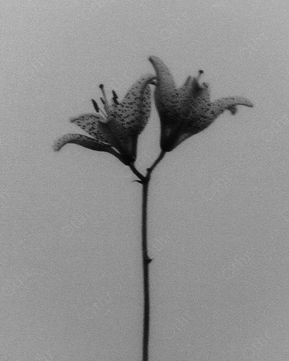 Vintage close-up of two Lily flowers.
