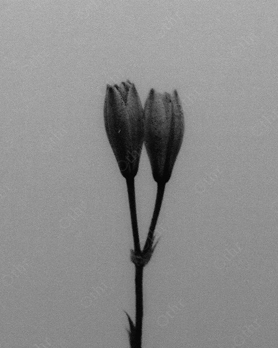 Vintage close-up of two Lily flowers.
