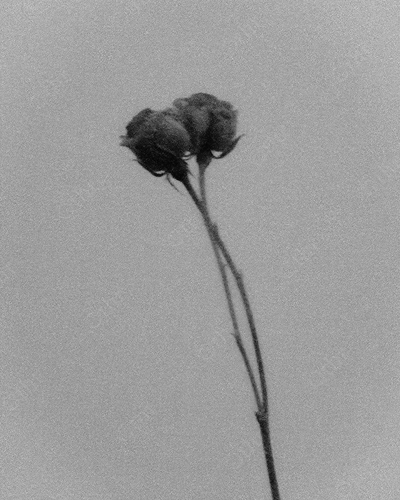 Vintage close-up of two Roses.