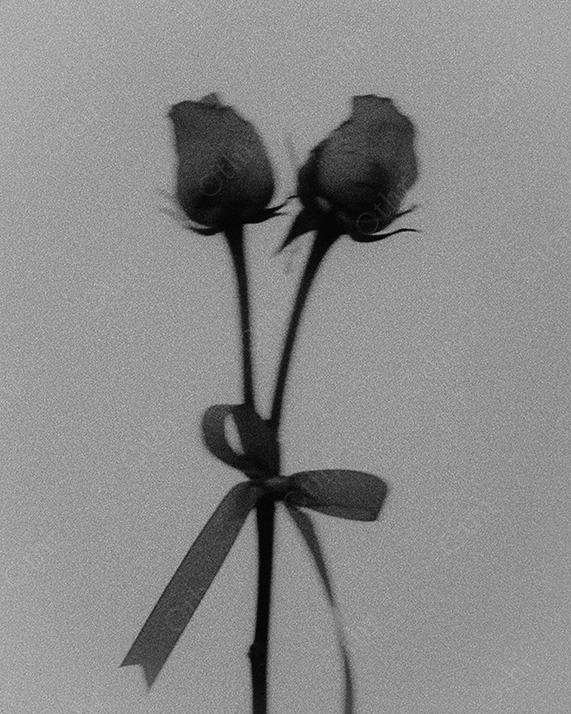 Vintage close-up of two Roses tied with ribbon.