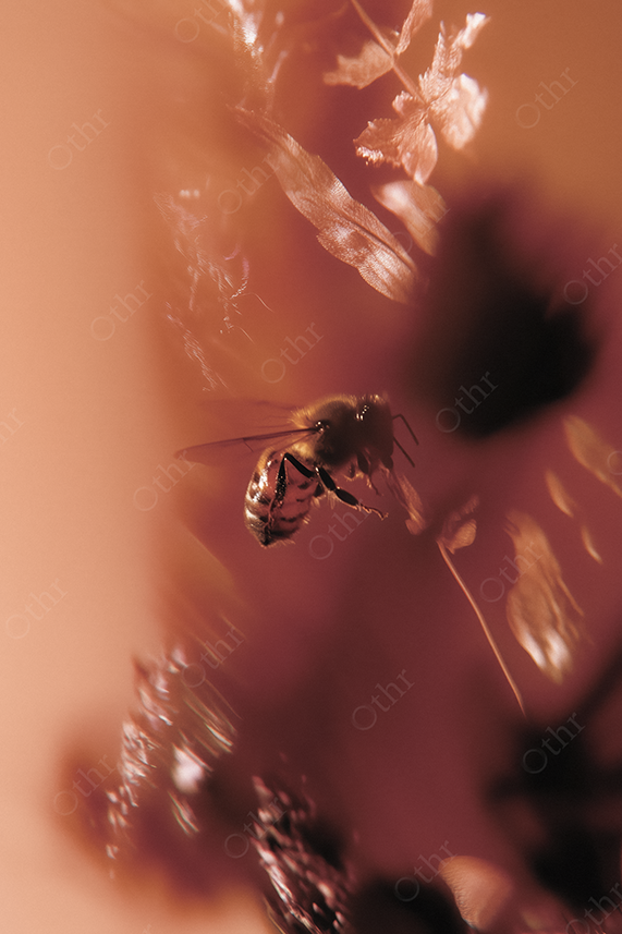 Close up of a honey bee pollinating a flower.