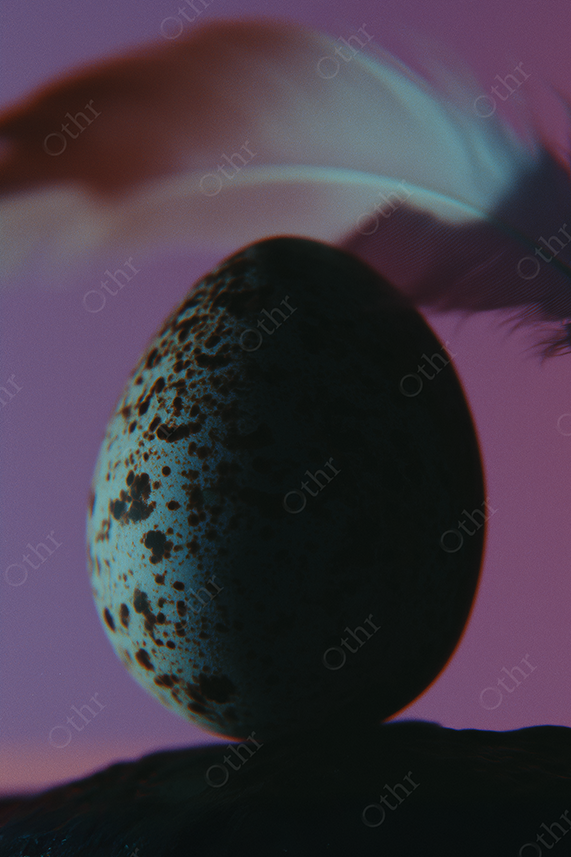 A speckled duck egg and feather on a purple background.