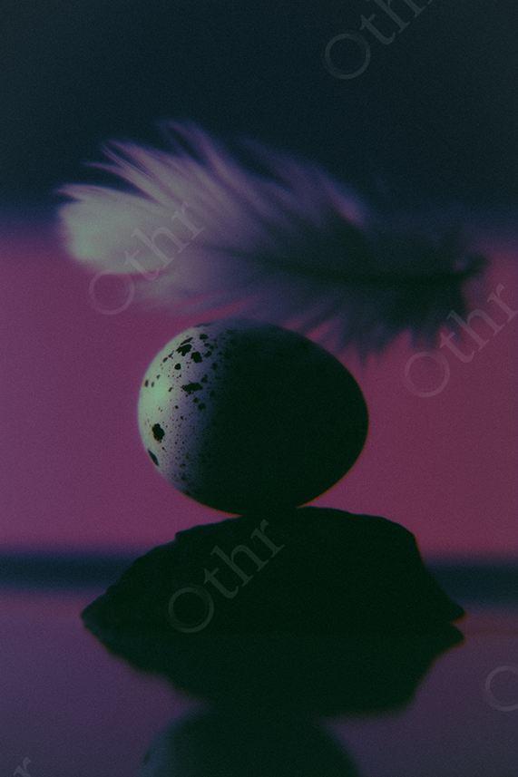 A speckled duck egg and feather on a purple background.