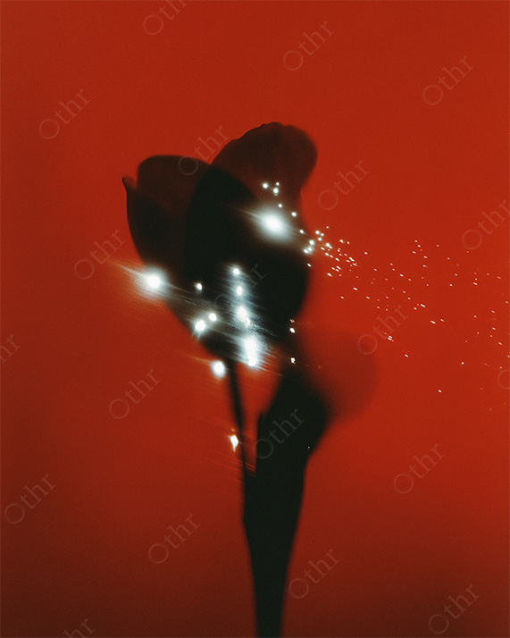 Dark flower silhouette sparkling on red background