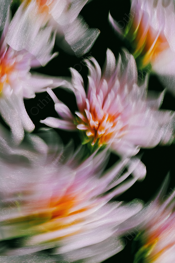 Blurred swirl of pink and orange flowers with silver highlights