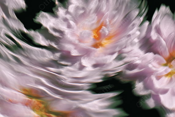 Blurred swirl of pink and orange flowers with silver highlights