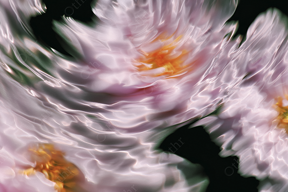 Blurred swirl of pink and orange flowers with silver highlights