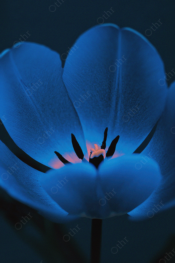 Blue flower bloom in shadowed light with delicate texture