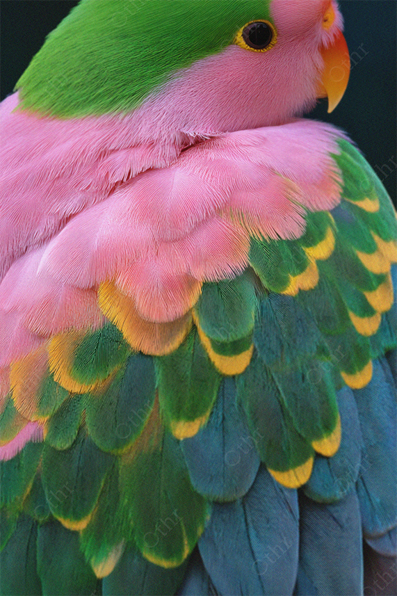 Close-up of colorful parrot feathers with green and pink plumage