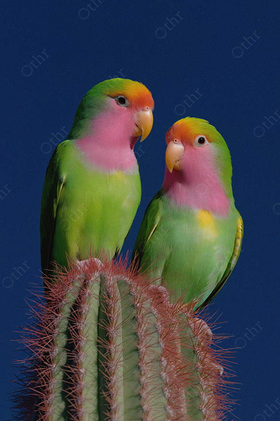 Pair of vibrant parrots perched on cactus against deep blue sky