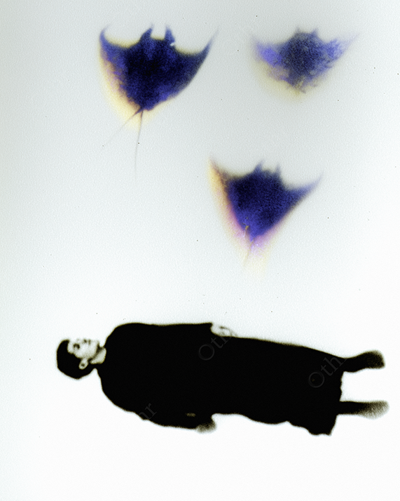 Silhouette with stingrays on white