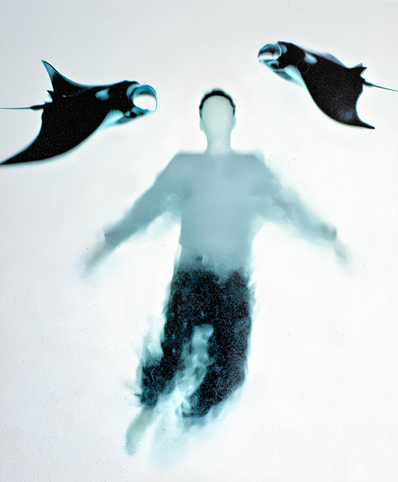 Dreamy silhouette of a person swimming with manta rays