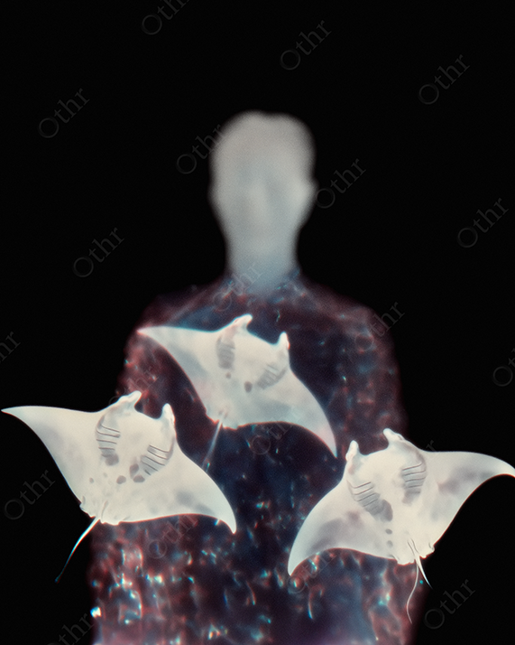 Dreamy Silhouette of Person with Manta Rays in Foreground