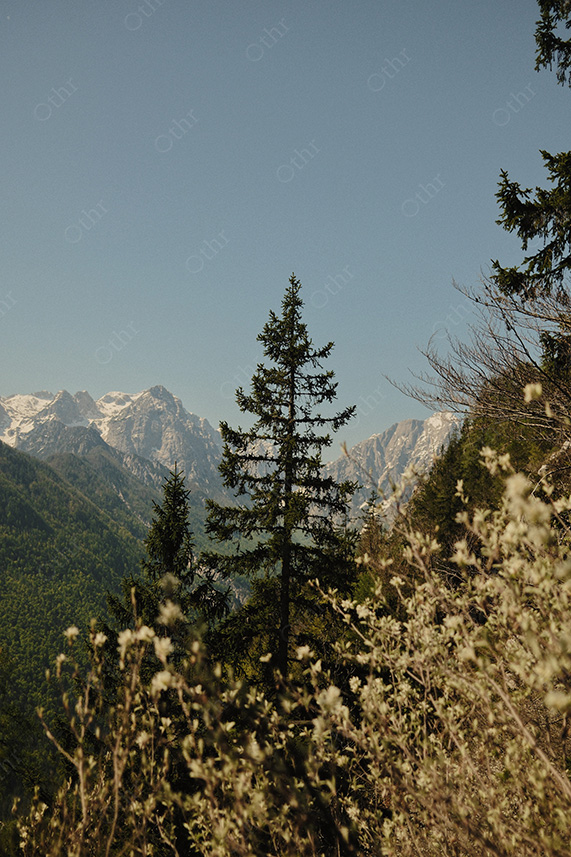 Evergreen Tree on Hillside With Snow-Capped Mountains in Background