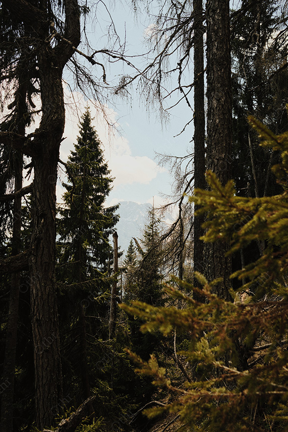 Dense Forest Interior With Distant Mountain Partially Visible