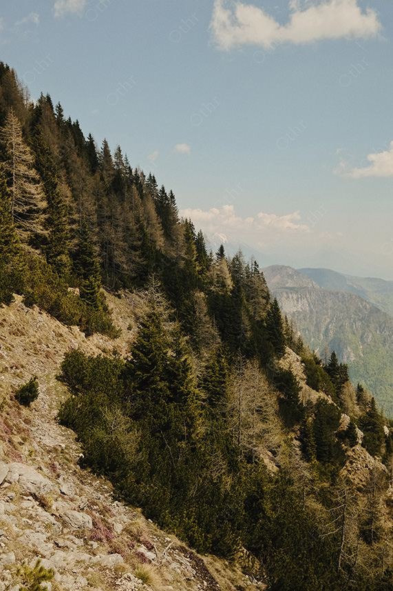 Steep Forested Mountainside With Evergreen Trees and Rocky Slope