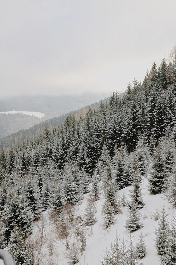 Snow-Dusted Evergreen Forest Covering Alpine Hillside Under Overcast Sky