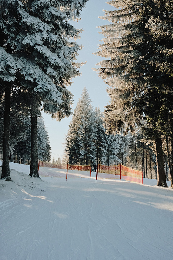 Snowy Forest Path Framed by Frosted Pine Trees in Soft Winter Light