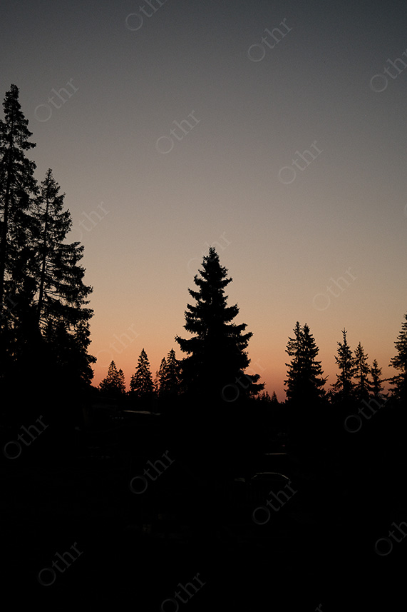 Silhouetted Pine Trees Against Orange Twilight Sky