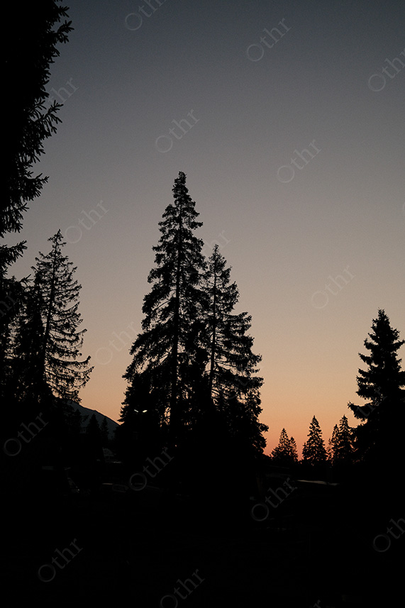 Tall Conifer Silhouettes on Hillside at Sunset