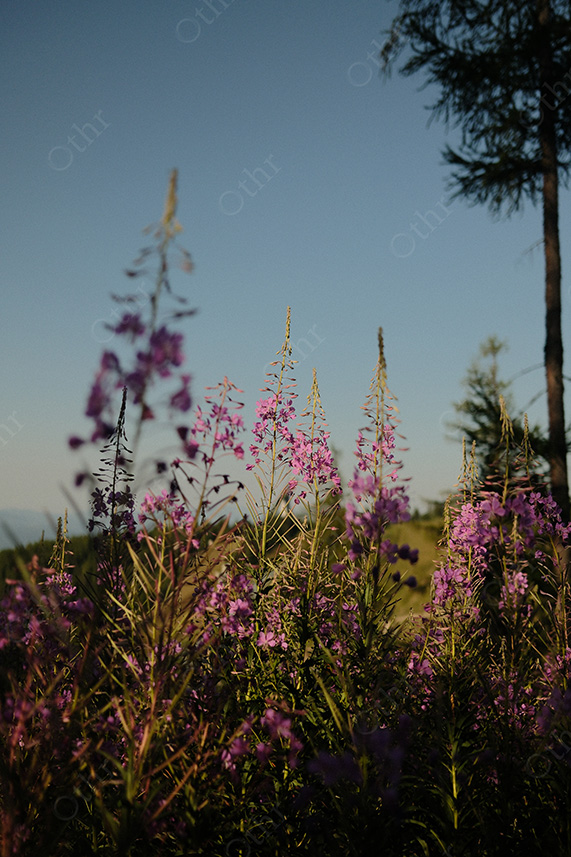 Purple Wildflowers in Meadow Under Clear Blue Sky