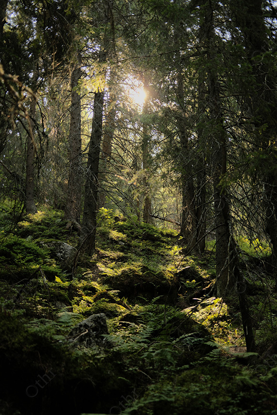 Sunbeams Filtering Through Dense Forest Over Mossy Ground