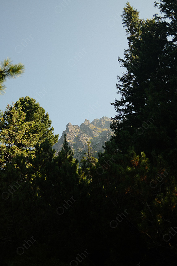 Rocky Mountain Ridge Framed by Pine Trees Under Clear Sky