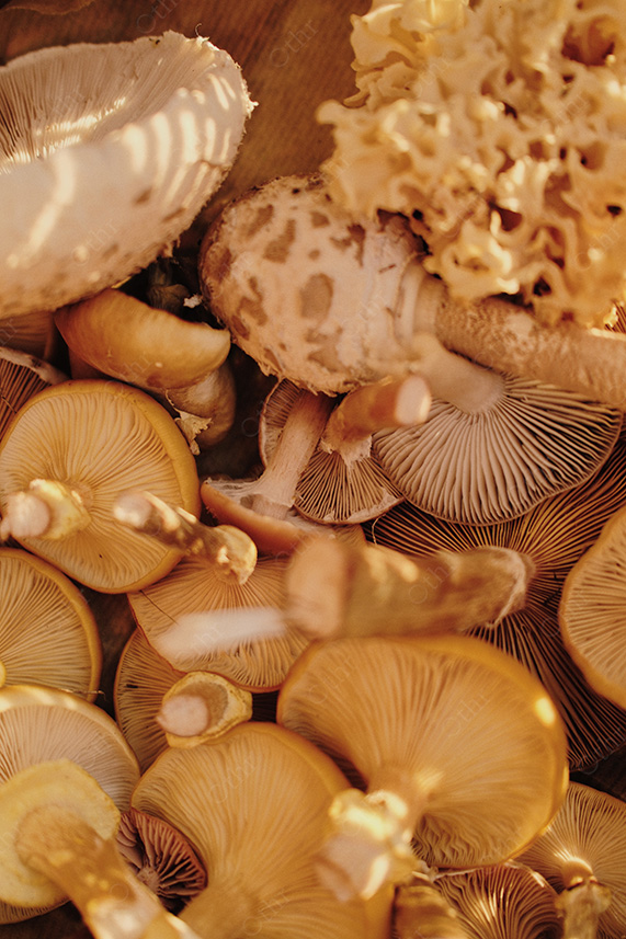 Assorted Wild Mushrooms Viewed From Above Under Warm Natural Light