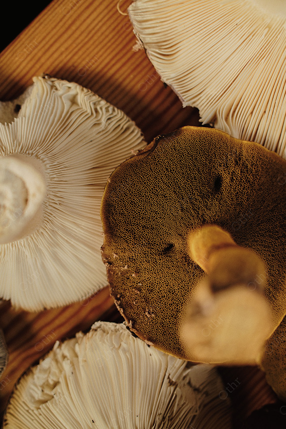 Close-Up of Mushroom Gills and Caps on Wooden Surface