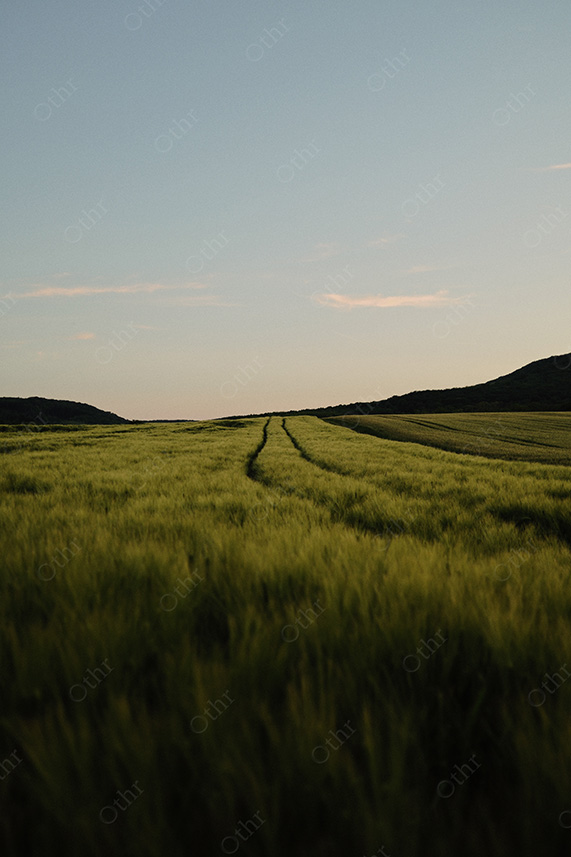 Tractor Tracks Through Green Grain Field Under Soft Sunset Sky
