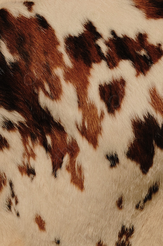 Close-Up of Brown and White Cow Hide Texture in Warm Light