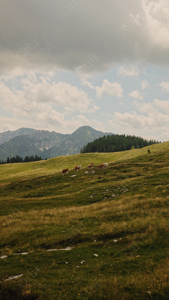Cows Grazing on Mountain Meadow With Forested Ridge and Cloudy Sky