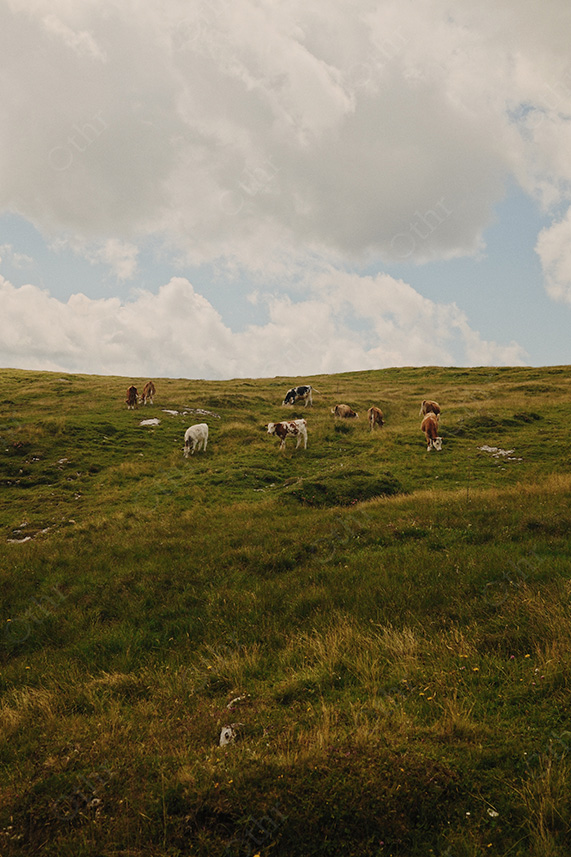Cows Scattered Across Grassy Hillside Beneath Heavy Clouds