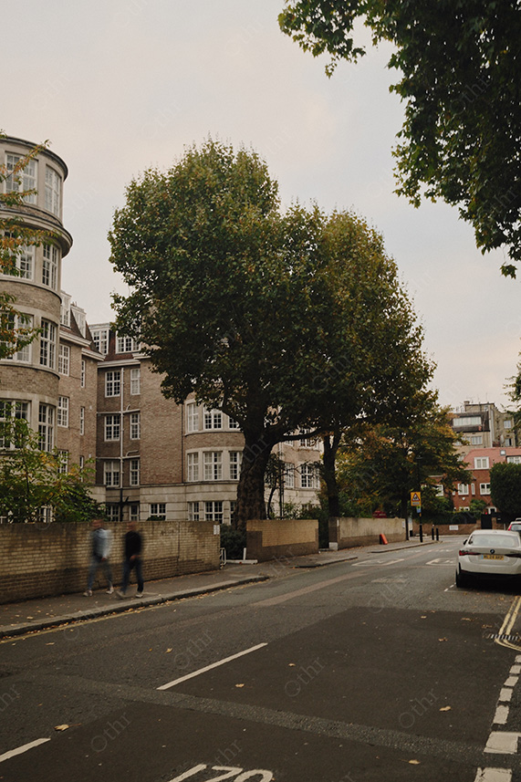 Residential Street With Large Trees and Apartment Buildings Under Overcast Sky