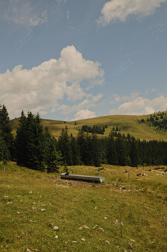 Grassy Mountain Pasture With Pine Trees, Water Trough, and Distant Hills Under Soft Daylight