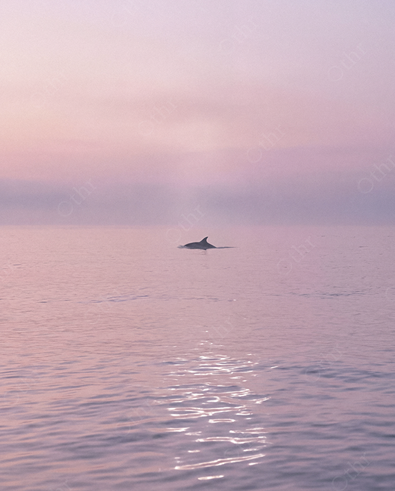 Dolphin Fin Emerging From Calm Ocean Water at Pink Sunset