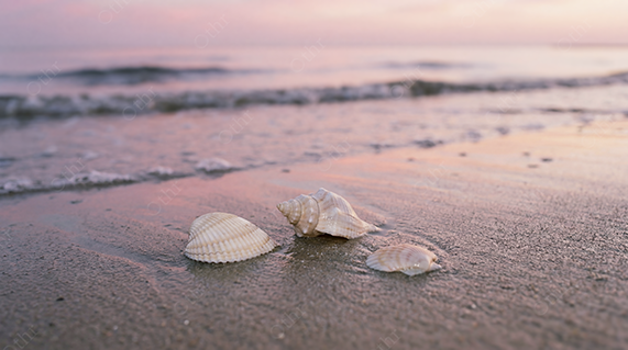 Three Seashells Resting on Wet Sand Near Shoreline at Sunset