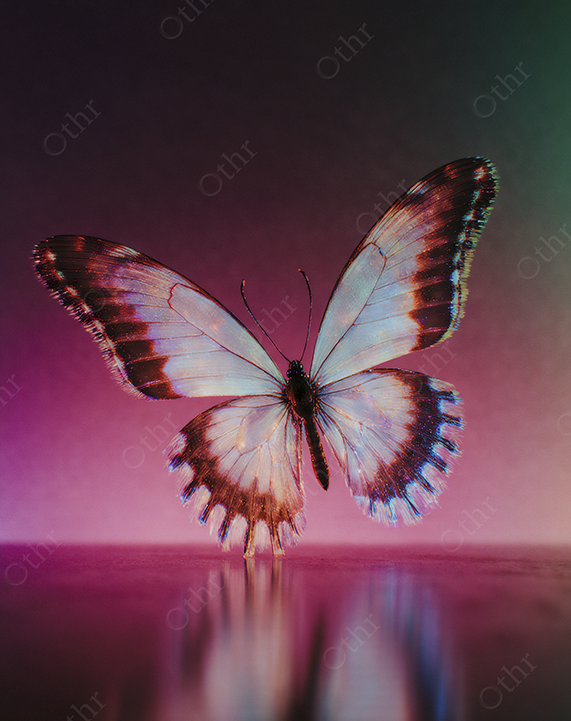Butterfly With Translucent Wings Reflected on Glossy Surface Against Neon Gradient Background