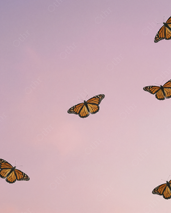 Monarch Butterflies Flying Against Soft Pink Sky Background